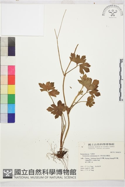 水辣菜、禺毛茛藏品圖，第1張