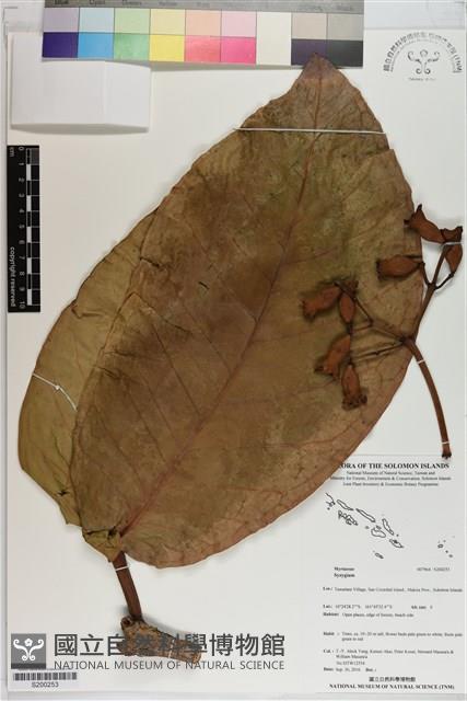 登錄號:S200253藏品圖，第1張