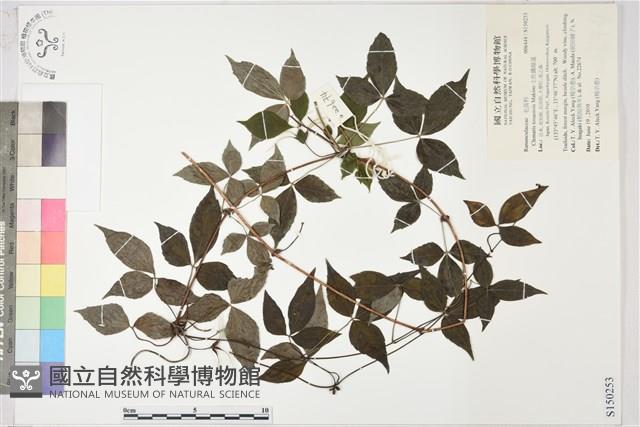 土佐鐵線蓮藏品圖，第1張