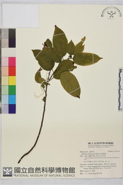 桶鉤藤藏品圖，第1張