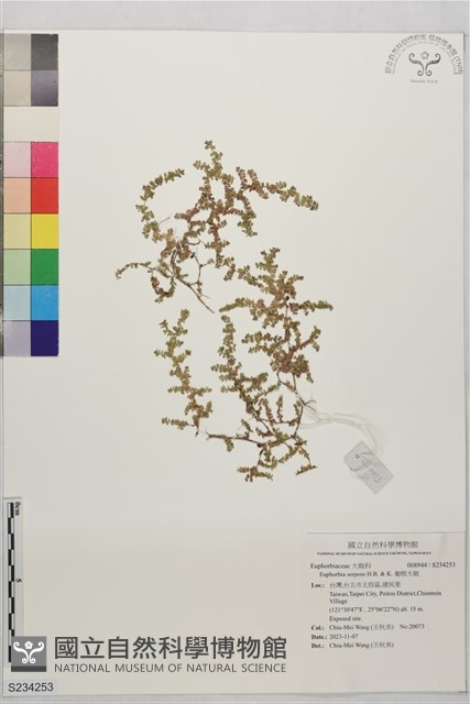 匍根大戟藏品圖，第1張