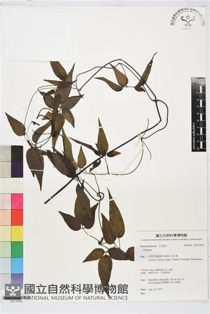 田村氏鐵線蓮藏品圖，第1張