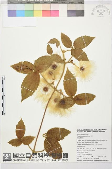 Accession Number:S050453 Collection Image