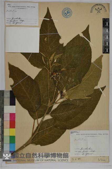 山煙草、假煙葉草藏品圖，第1張