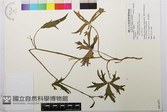 登錄號:S081453藏品圖，第1張