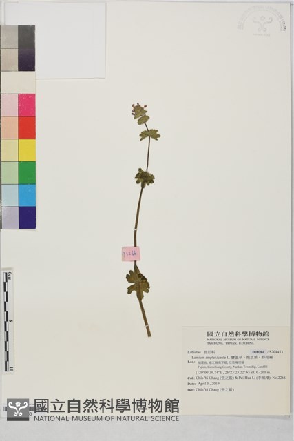 寶蓋草、抱莖葉、野莞麻藏品圖，第1張