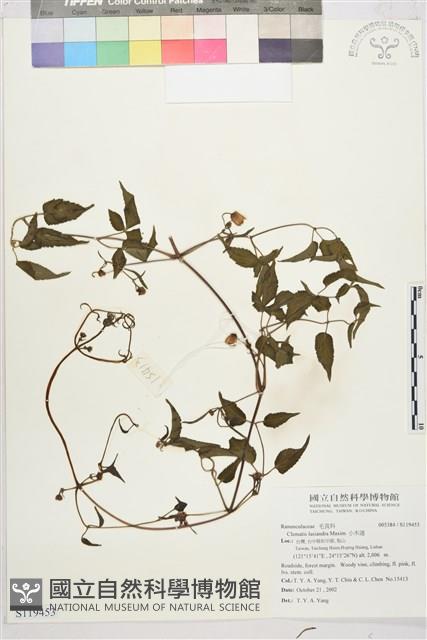 小木通藏品圖，第1張