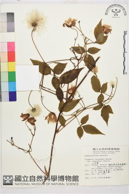 小木通藏品圖，第1張