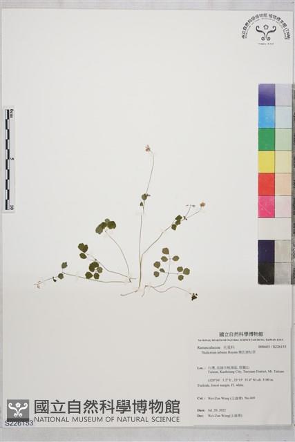 傅氏唐松草藏品圖，第1張