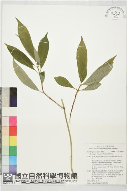 華八仙藏品圖，第1張