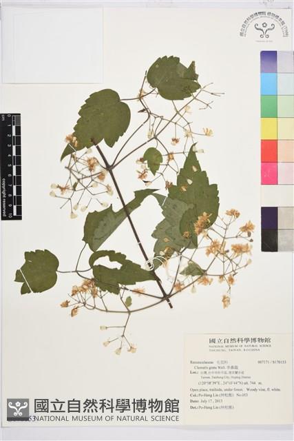 串鼻龍藏品圖，第1張