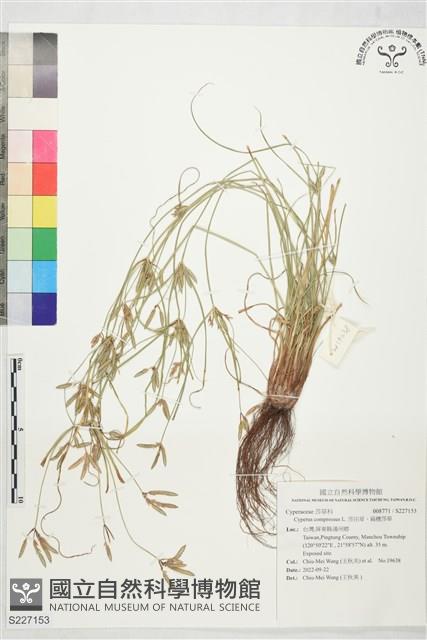 莎田草、扁穗莎草藏品圖，第1張