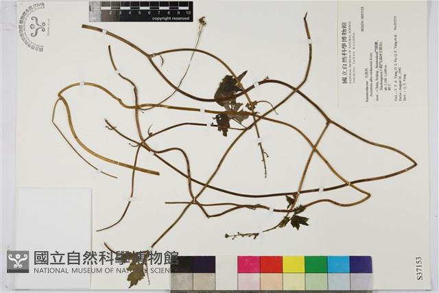 兩色烏頭藏品圖，第1張