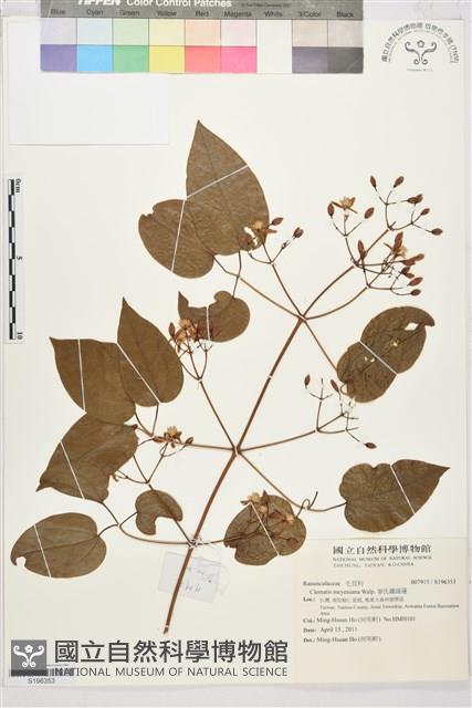 麥氏鐵線蓮藏品圖，第1張