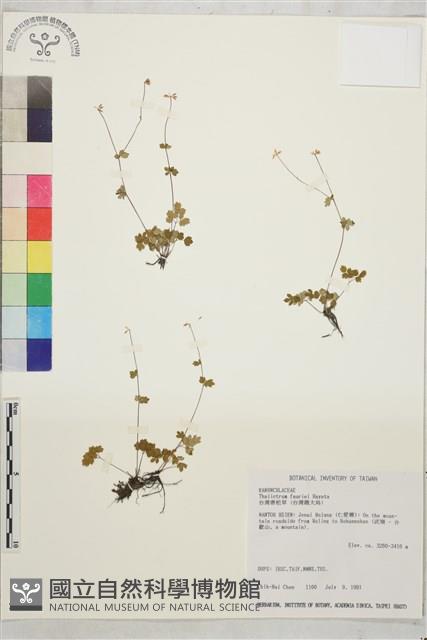 臺灣唐松草、臺灣鐵大烏藏品圖，第1張