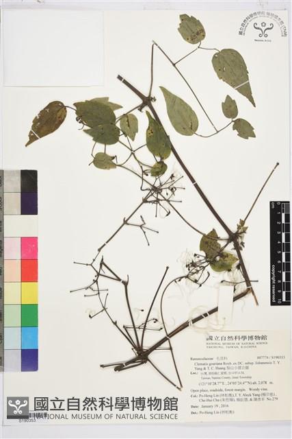 梨山小蓑衣藤藏品圖，第1張