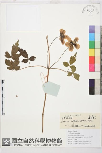 甘青鐵線蓮藏品圖，第1張