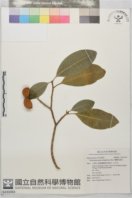蘭嶼馬蹄花藏品圖，第1張