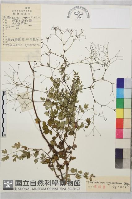 展枝唐松草藏品圖，第1張