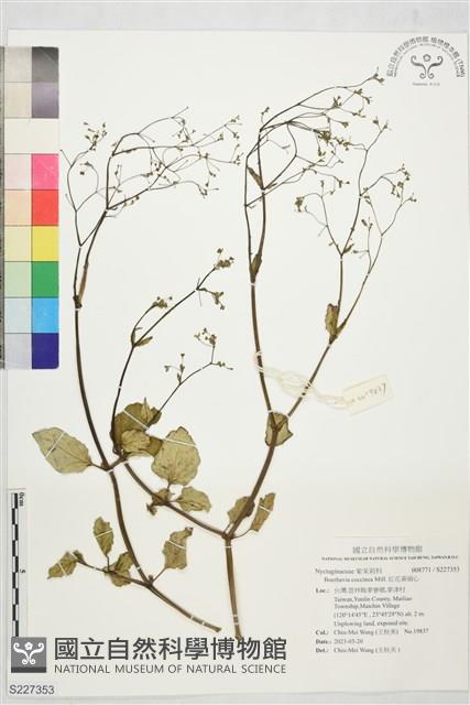 紅花黃細心藏品圖，第1張