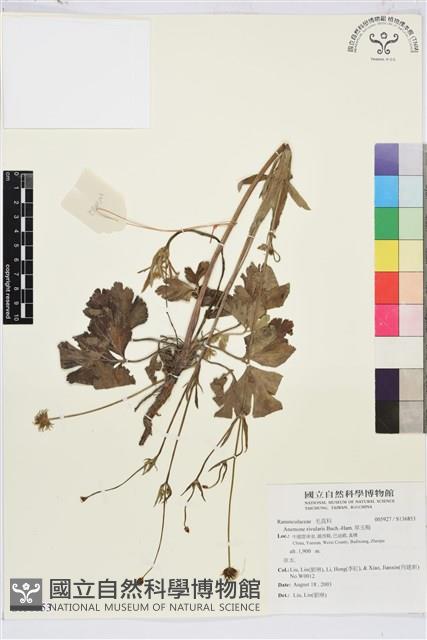 草玉梅藏品圖，第1張