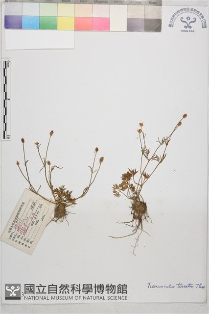 小毛茛藏品圖，第1張