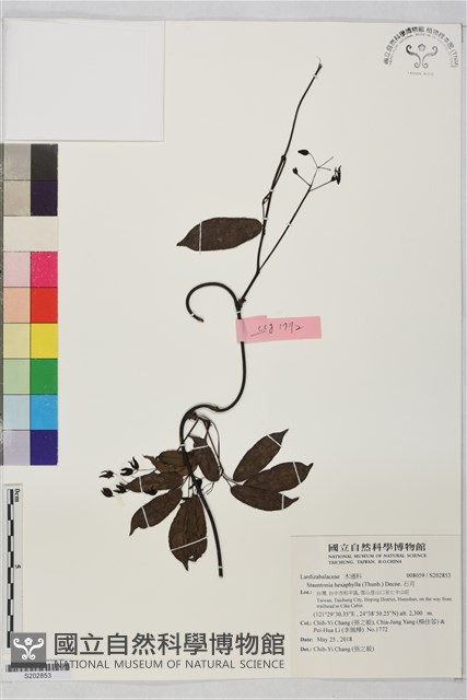 石月藏品圖，第1張