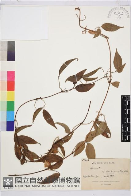 平壩鐵線蓮藏品圖，第1張