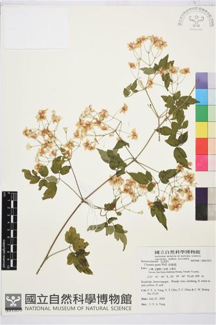 串鼻龍藏品圖，第1張