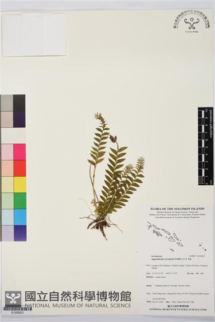 登錄號:S195853藏品圖，第1張