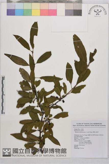 畢祿山鼠李藏品圖，第1張