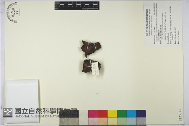 臺灣奴草藏品圖，第1張