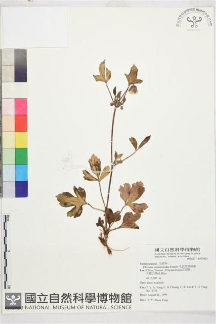 毛茛葉鐵線蓮藏品圖，第1張