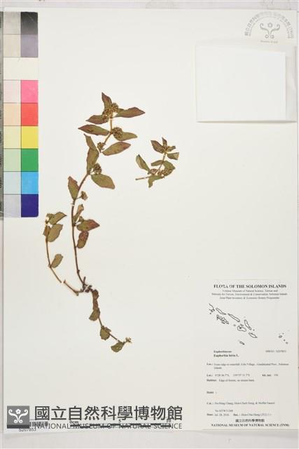 乳仔草藏品圖，第1張