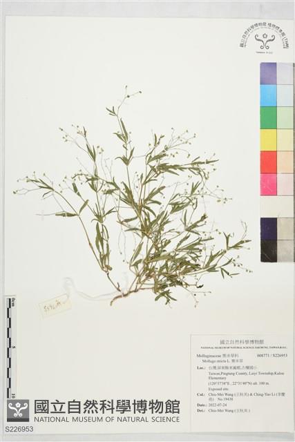 粟米草藏品圖，第1張