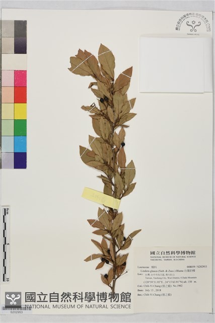白葉釣樟藏品圖，第1張