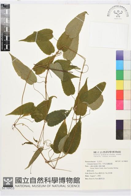 亨利氏鐵線蓮藏品圖，第1張