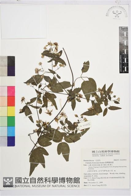 臺灣鐵線蓮藏品圖，第2張