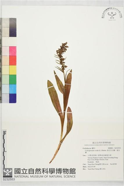 綠花凹舌蘭、窩舌蘭藏品圖，第1張