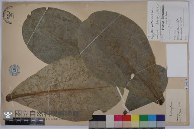 棋盤腳樹藏品圖，第1張