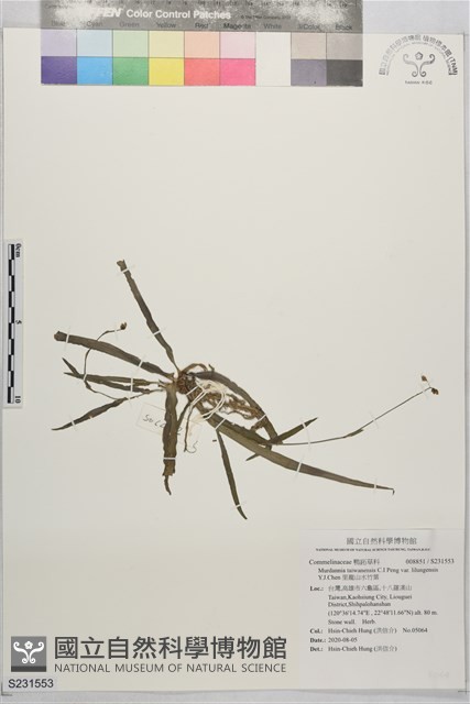 里龍山水竹葉藏品圖，第1張