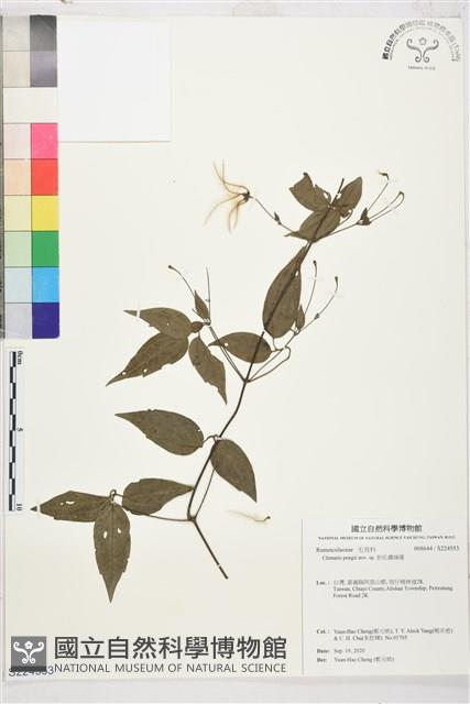 彭氏鐵線蓮藏品圖，第1張