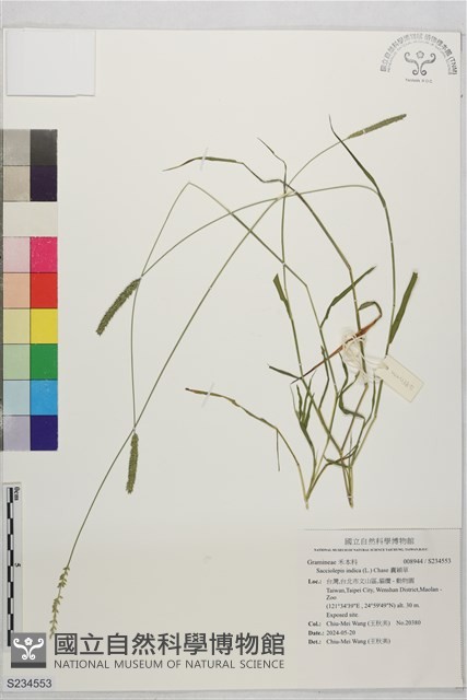 囊穎草藏品圖，第1張