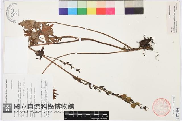 保山烏頭藏品圖，第1張