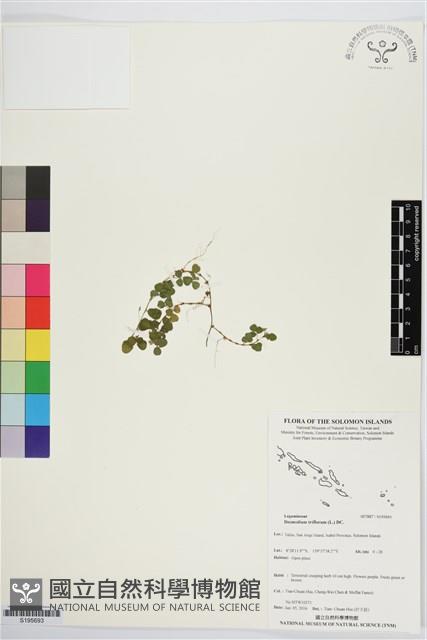 蠅翅草、三點金草藏品圖，第1張