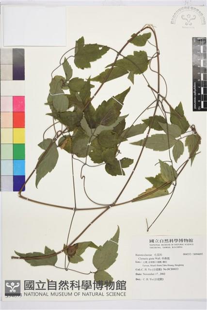 串鼻龍藏品圖，第1張