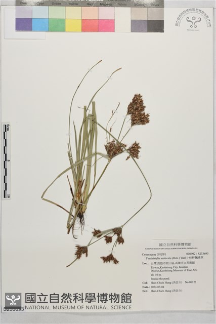 小畦畔飄拂草藏品圖，第1張