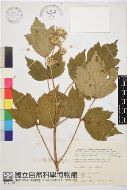 臺灣牡丹藤藏品圖，第1張