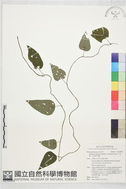 千金藤、金線吊烏龜藏品圖，第1張