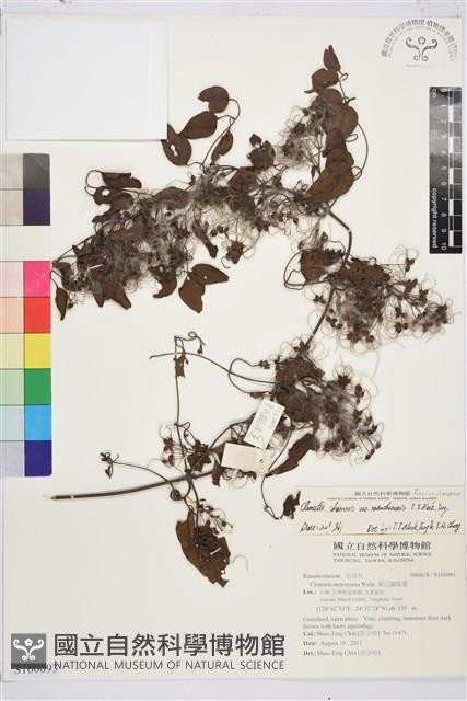 大肚山威靈仙藏品圖，第1張